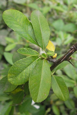 Pyracantha coccinea agg. / Firethorn, D Mannheim 27.7.2012