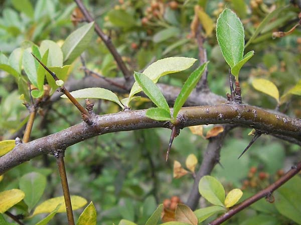 Pyracantha coccinea agg. / Firethorn, D Mannheim 27.7.2012