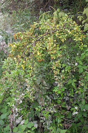 Pyracantha coccinea agg. / Firethorn, D Mannheim 27.7.2012