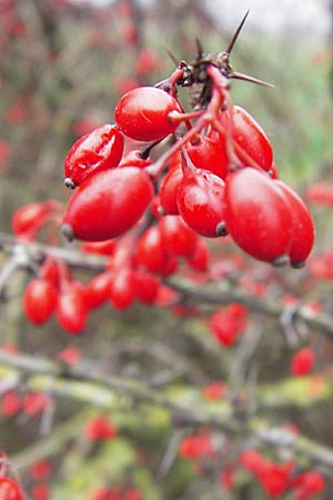 Berberis thunbergii \ Thunberg-Berberitze, Grne Hecken-Berberitze / Thunberg's Barberry, Japanese Barberry, D Weinheim an der Bergstraße 5.12.2012