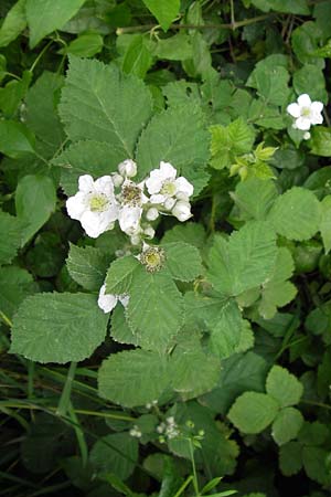 Rubus fruticosus agg. \ Brombeere / Bramble, Blackberry, D Eppingen-Elsenz 22.6.2013