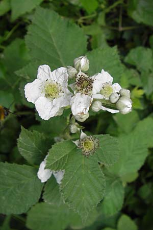 Rubus fruticosus agg. \ Brombeere / Bramble, Blackberry, D Eppingen-Elsenz 22.6.2013