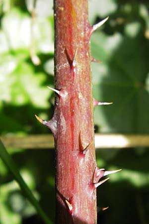 Rubus fruticosus agg. / Bramble, Blackberry, D Eppingen-Elsenz 22.6.2013