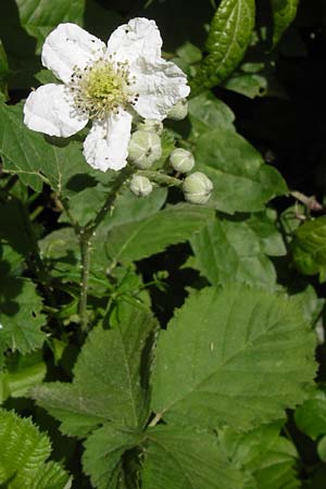 Rubus fruticosus agg. \ Brombeere, D Eppingen-Elsenz 22.6.2013