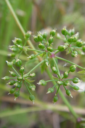 Berula erecta \ Aufrechte Bach-Berle, Aufrechter Merk / Lesser Water Parsnip, D Philippsburg 25.7.2013