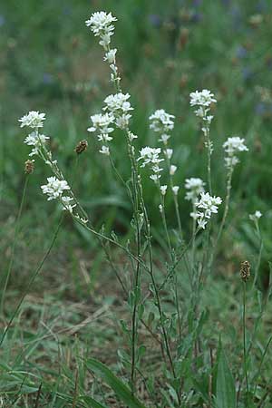 Berteroa incana / Hoary Alyssum, D Mannheim 24.7.2005