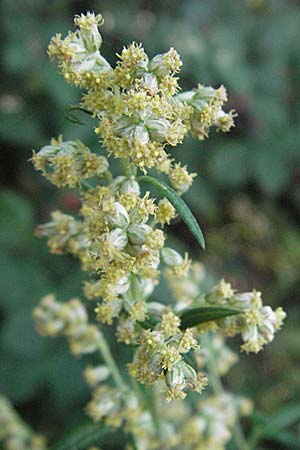 Artemisia vulgaris \ Gewhnlicher Beifu / Mugwort, D Edingen 12.8.2007