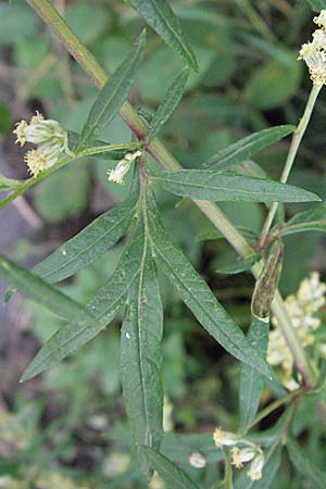 Artemisia vulgaris \ Gewhnlicher Beifu, D Edingen 12.8.2007