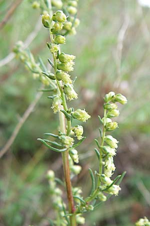 Artemisia campestris \ Feld-Beifu / Field Wormwood, D Sasbach am Kaiserstuhl 23.8.2008