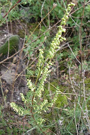 Artemisia campestris \ Feld-Beifu, D Sasbach am Kaiserstuhl 23.8.2008