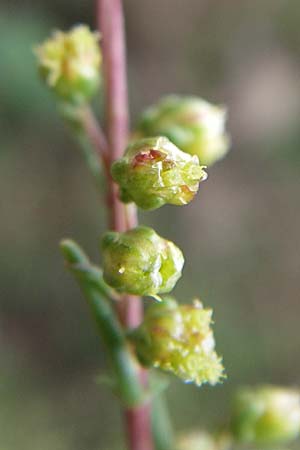 Artemisia campestris / Field Wormwood, D Sasbach am Kaiserstuhl 23.8.2008