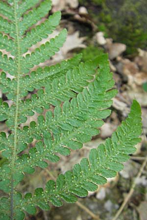 Phegopteris connectilis / Beech Fern, D Odenwald, Langenthal 18.5.2009