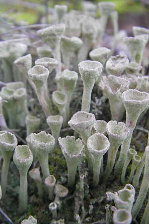 Cladonia fimbriata \ Trompeten-Flechte / Cup Lichen, D Lorsch 23.10.2009