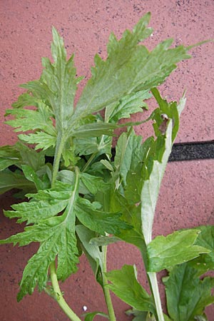 Artemisia vulgaris \ Gewhnlicher Beifu, D Mannheim 23.12.2009