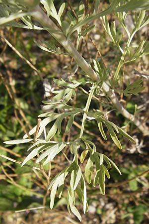 Artemisia absinthium \ Wermut / Wormwood, D Mannheim 24.7.2012