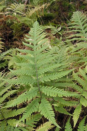 Phegopteris connectilis / Beech Fern, D Odenwald, Erbach 6.10.2012