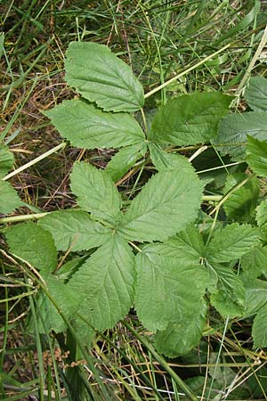 Rubus cuspidatus ? \ Zugespitzte Haselblatt-Brombeere, D Eppingen-Elsenz 22.6.2013