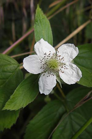 Rubus cuspidatus ? \ Zugespitzte Haselblatt-Brombeere / Cuspidate Bramble, D Eppingen-Elsenz 22.6.2013