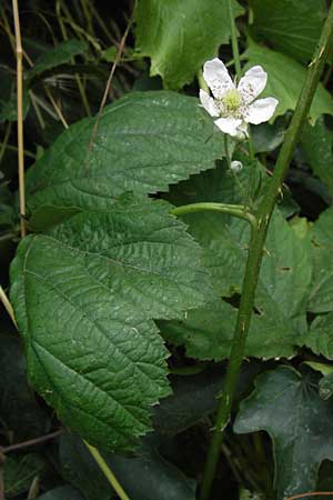 Rubus cuspidatus ? \ Zugespitzte Haselblatt-Brombeere, D Eppingen-Elsenz 22.6.2013