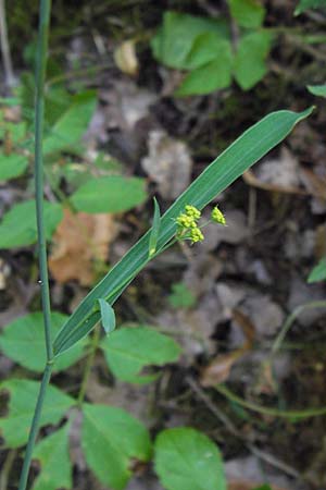 Bupleurum falcatum / Sickle-Leaved Hare's Ear, D Thüringen, Drei Gleichen 6.8.2013