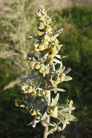 Artemisia absinthium \ Wermut / Wormwood, D Mannheim 24.9.2013