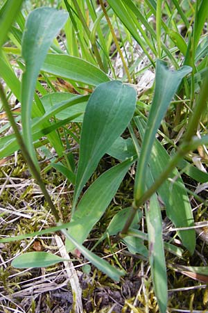 Bupleurum falcatum \ Langblttriges Hasenohr, Sichelblttriges Hasenohr / Sickle-Leaved Hare's Ear, D Langgöns 17.5.2014