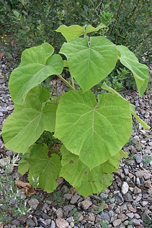 Paulownia tomentosa / Princess Tree, Foxglove Tree, D Freiburg 12.7.2008