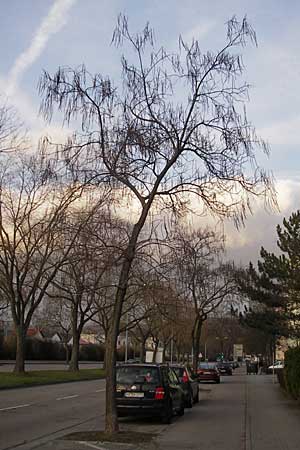 Catalpa bignonioides / Common Catalpa, Indian Bean Tree, D Weinheim an der Bergstraße 16.3.2009