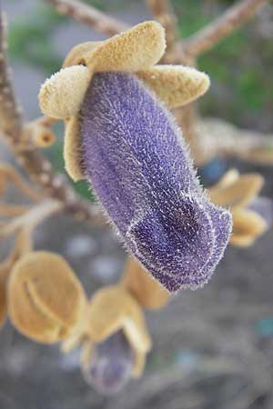 Paulownia tomentosa / Princess Tree, Foxglove Tree, D Mannheim 24.4.2010