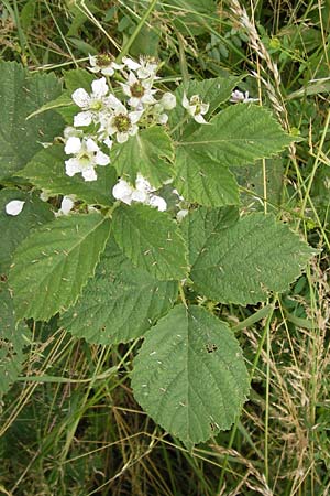 Rubus corylifolius agg. \ Haselblatt-Brombeere / Hazel-Leaved Bramble, D Bönnigheim 22.6.2013