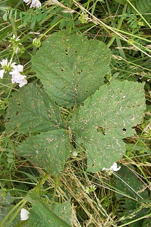 Rubus corylifolius agg. \ Haselblatt-Brombeere / Hazel-Leaved Bramble, D Bönnigheim 22.6.2013