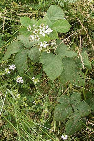 Rubus corylifolius agg. \ Haselblatt-Brombeere / Hazel-Leaved Bramble, D Bönnigheim 22.6.2013