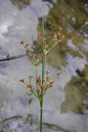 Juncus acutiflorus \ Spitzbltige Binse / Sharp-flowered Rush, D Hassloch 9.7.2009