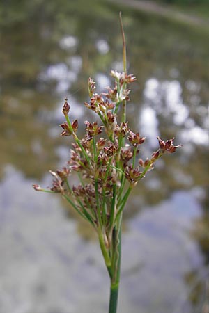 Juncus acutiflorus \ Spitzbltige Binse / Sharp-flowered Rush, D Hassloch 9.7.2009