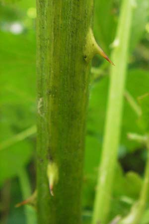 Rubus fruticosus agg. \ Brombeere, D Ochsenbach 22.6.2013