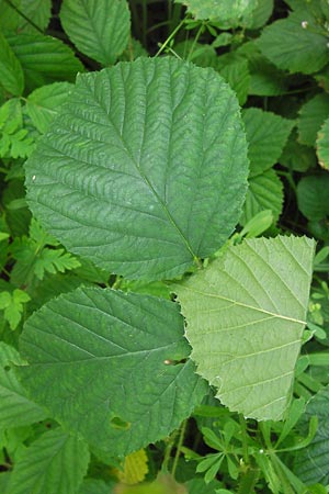 Rubus fruticosus agg. \ Brombeere, D Ochsenbach 22.6.2013