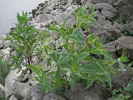 Bidens cernua \ Nickender Zweizahn / Nodding Bur-Marigold, D Mannheim 18.9.2006