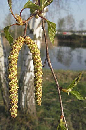 Betula pendula \ Gewhnliche Birke, Hnge-Birke / Silver Birch, D Eisenberg 12.4.2007