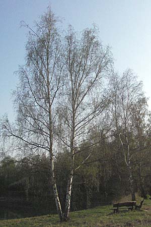 Betula pendula \ Gewhnliche Birke, Hnge-Birke / Silver Birch, D Eisenberg 12.4.2007