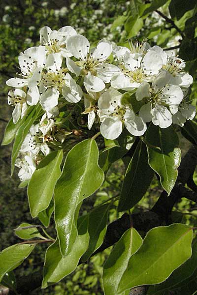 Pyrus communis \ Kultur-Birne / Pear, D Apfelberg 14.4.2007