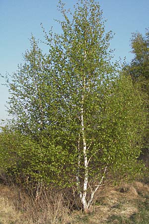 Betula pubescens \ Moor-Birke, Flaum-Birke / Downy Birch, D Allgäu, Gebrazhofen 21.4.2007