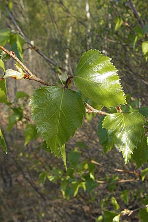 Betula pubescens \ Moor-Birke, Flaum-Birke, D Allgäu, Gebrazhofen 21.4.2007