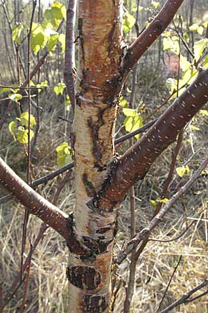 Betula pubescens / Downy Birch, D Allgäu, Gebrazhofen 21.4.2007