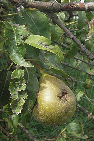 Pyrus communis \ Kultur-Birne / Pear, D Edingen 12.8.2007