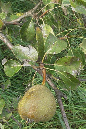 Pyrus communis / Pear, D Edingen 12.8.2007