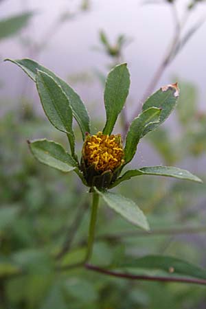 Bidens frondosa \ Schwarzfrchtiger Zweizahn / Devil's Beggartick, D Weinheim an der Bergstraße 26.8.2008