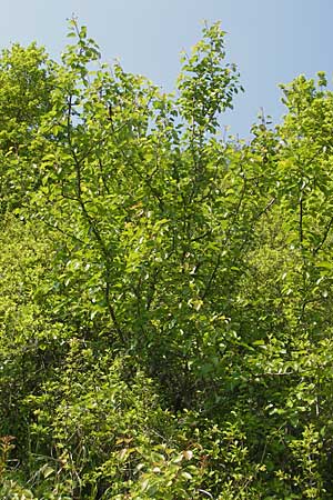 Pyrus pyraster \ Wild-Birne, Holz-Birne / Wild Pear, D Neuleiningen 26.4.2009