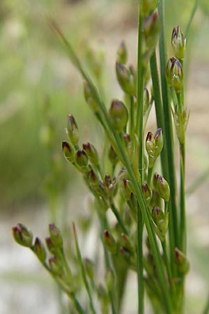 Juncus tenuis \ Zarte Binse / Slender Rush, D Mannheim 16.5.2009