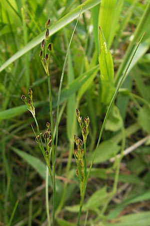 Juncus tenuis \ Zarte Binse / Slender Rush, D Mannheim 16.5.2009