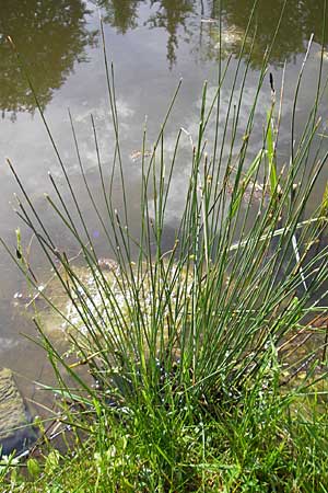 Juncus inflexus \ Blaugrne Binse / Hard Rush, D Memmingen 22.5.2009